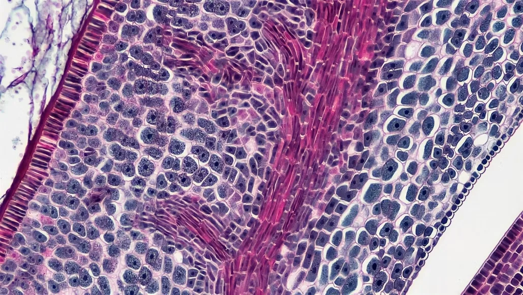 Fibrina Ferita
